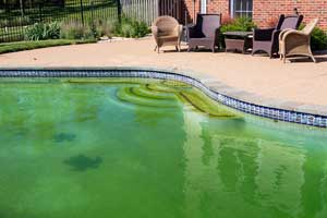 Why Swimming Pools Develop Algae