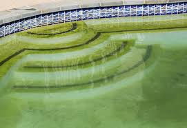 Algae in your pool water
